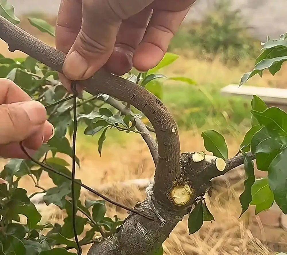 學會四種盆景「主幹拿彎技法」,讓盆景變得更靈動!