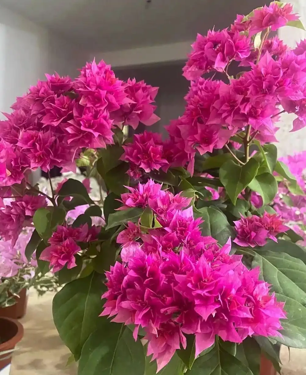 九重葛勤花爆花Top10榜單，這10個品種你家有嗎？