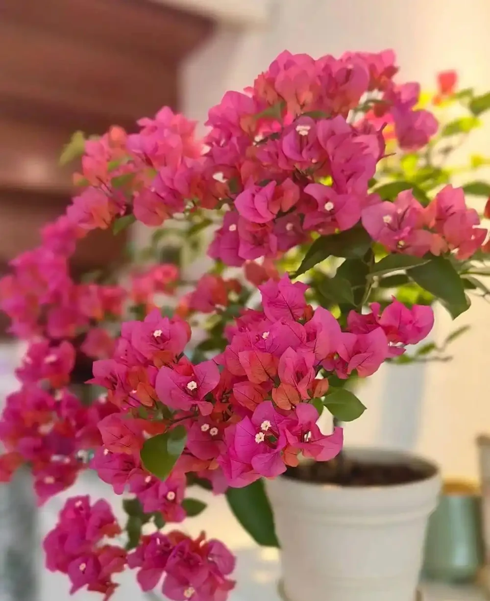 九重葛勤花爆花Top10榜單，這10個品種你家有嗎？