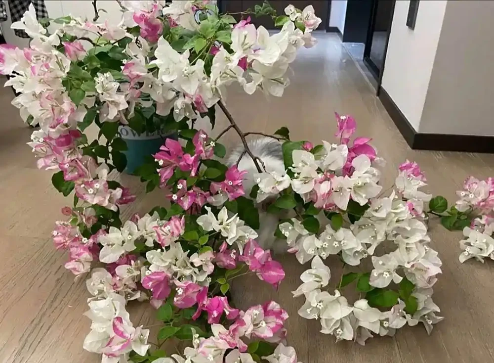 九重葛勤花爆花Top10榜單，這10個品種你家有嗎？