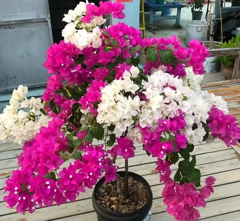 九重葛勤花爆花Top10榜單，這10個品種你家有嗎？