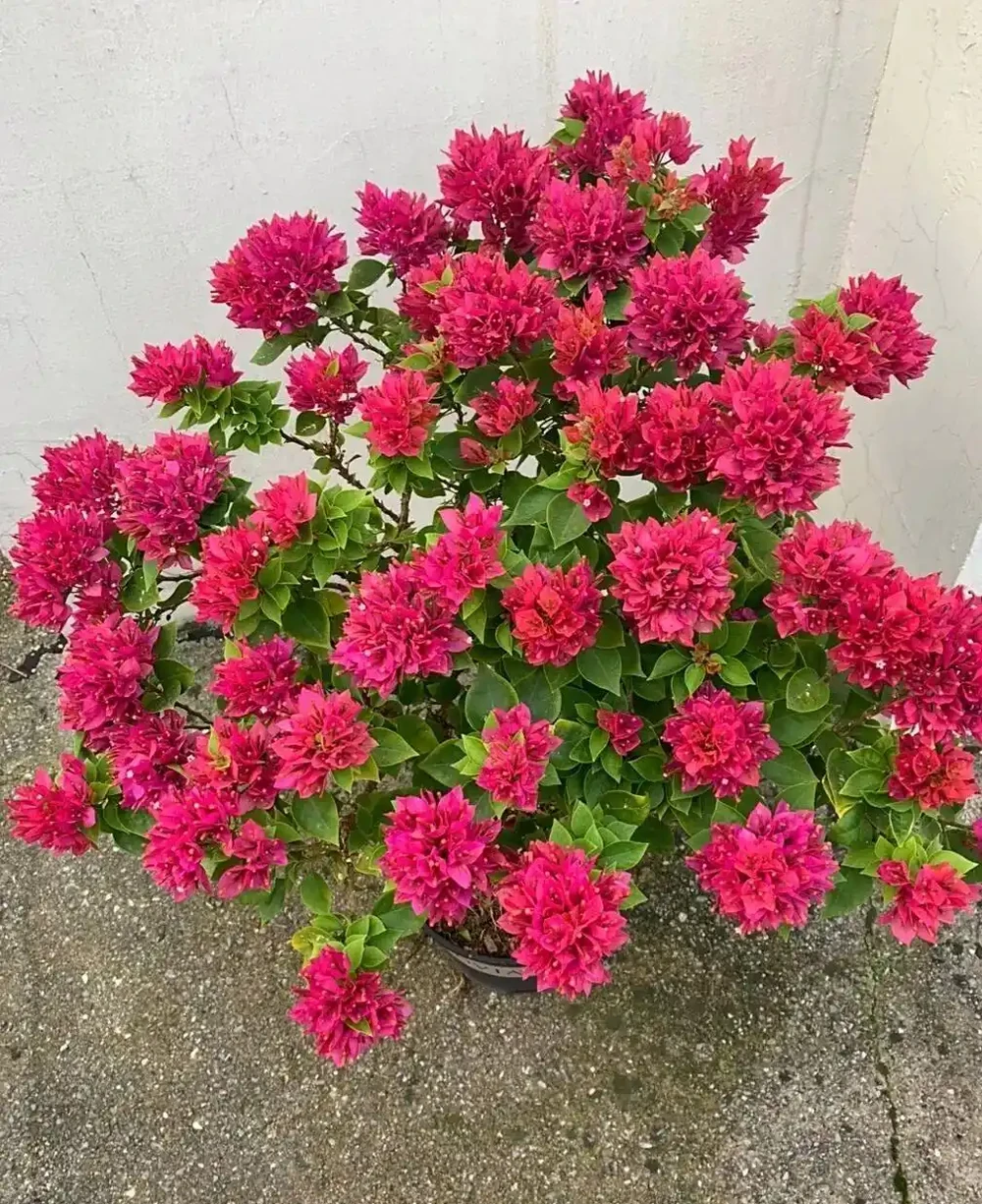 九重葛勤花爆花Top10榜單，這10個品種你家有嗎？