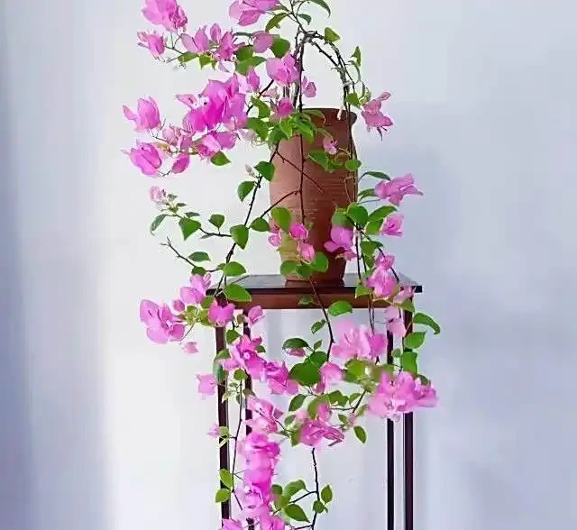 九重葛勤花爆花Top10榜單，這10個品種你家有嗎？