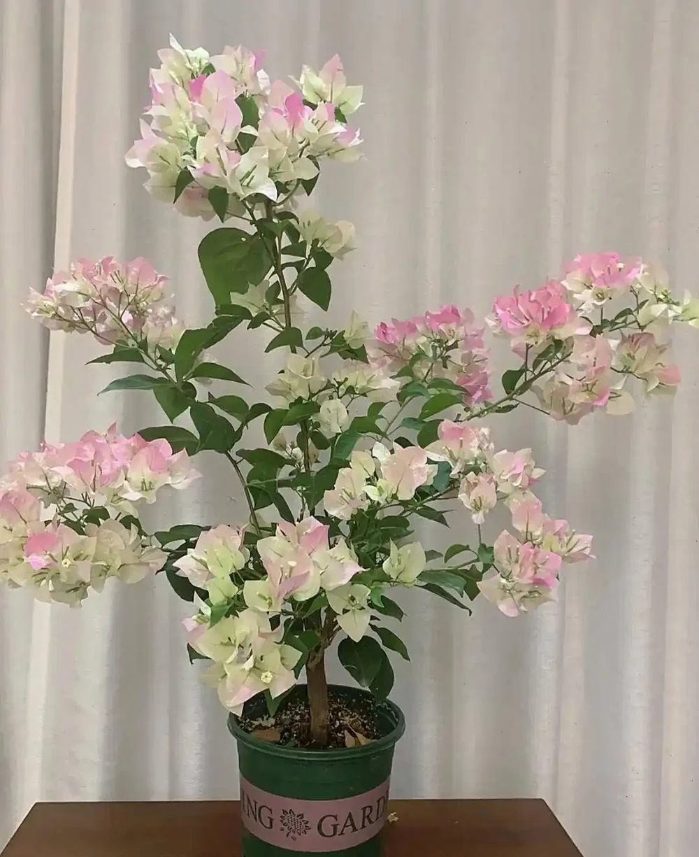 九重葛勤花爆花Top10榜單，這10個品種你家有嗎？