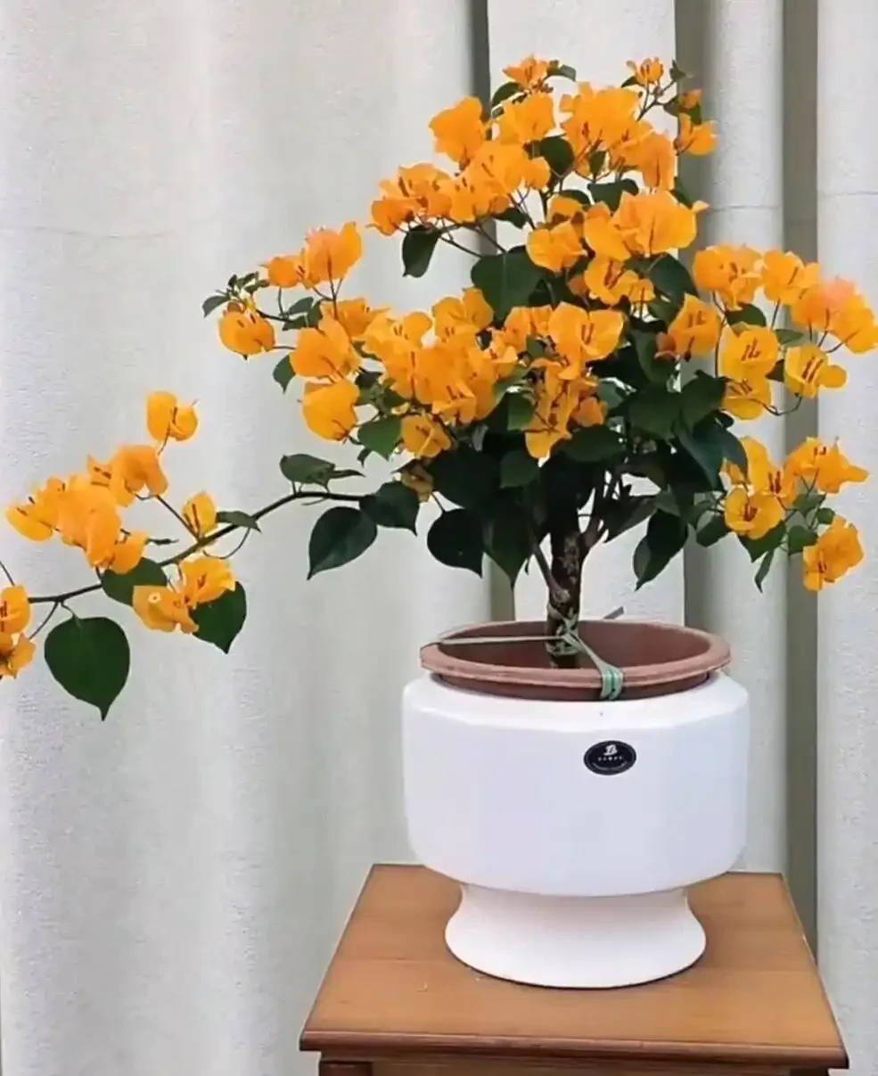 九重葛勤花爆花Top10榜單，這10個品種你家有嗎？