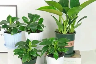 這花外號「辟邪王」，養一盆家裡既體面又健康，吉祥值拉滿！