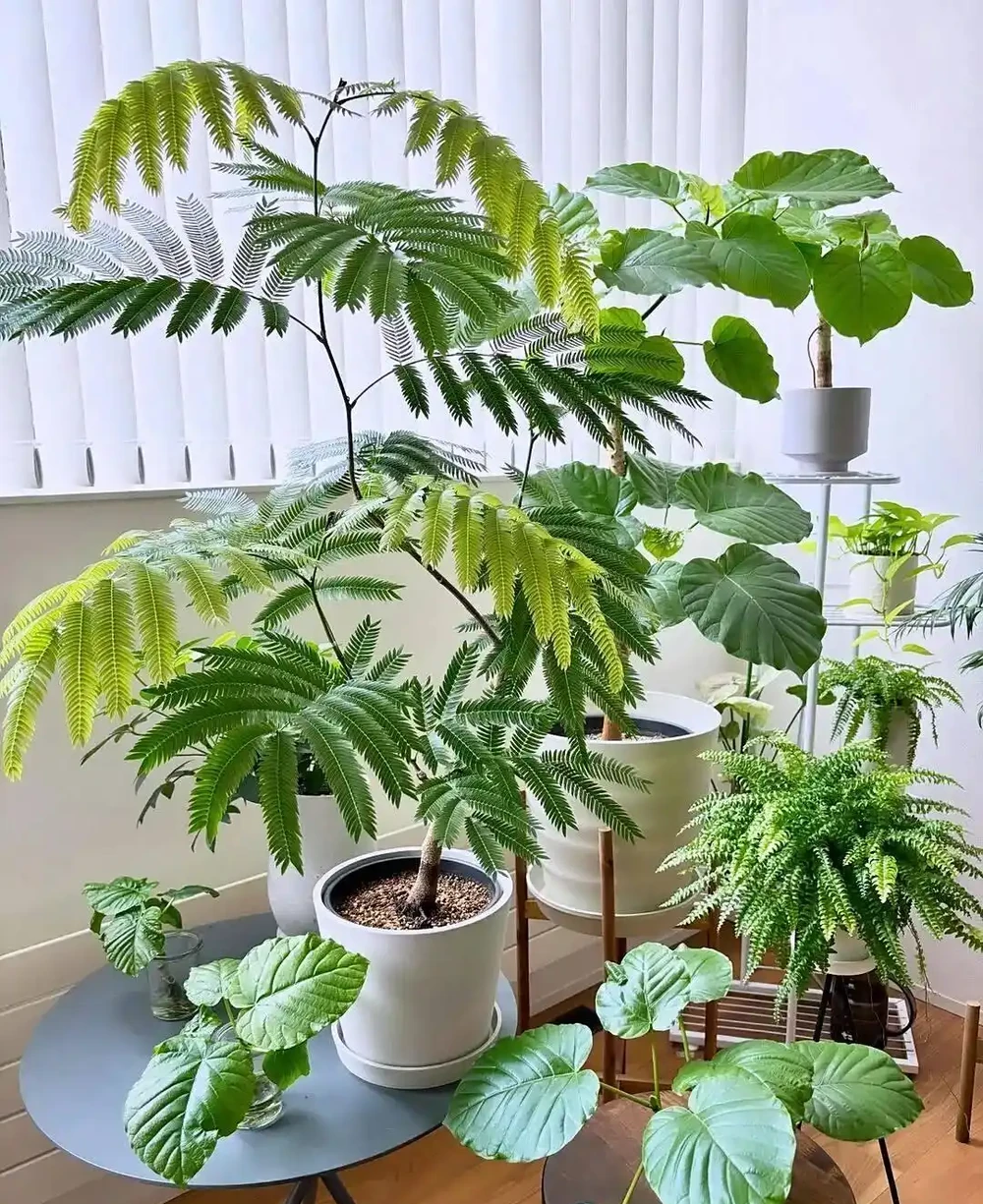 幾種適合新手的室內大型盆栽綠植,養一盆後不用經常換