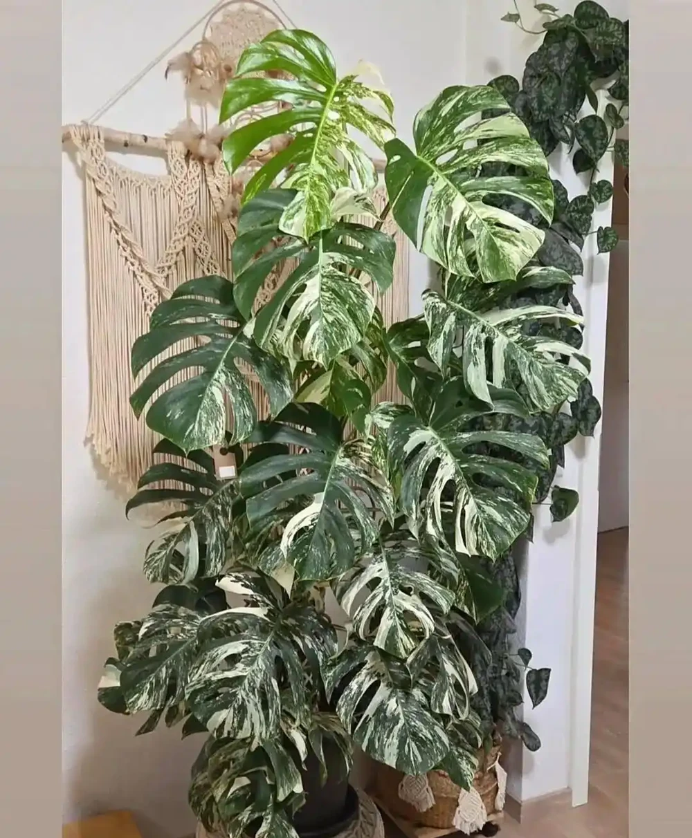 幾種適合新手的室內大型盆栽綠植,養一盆後不用經常換
