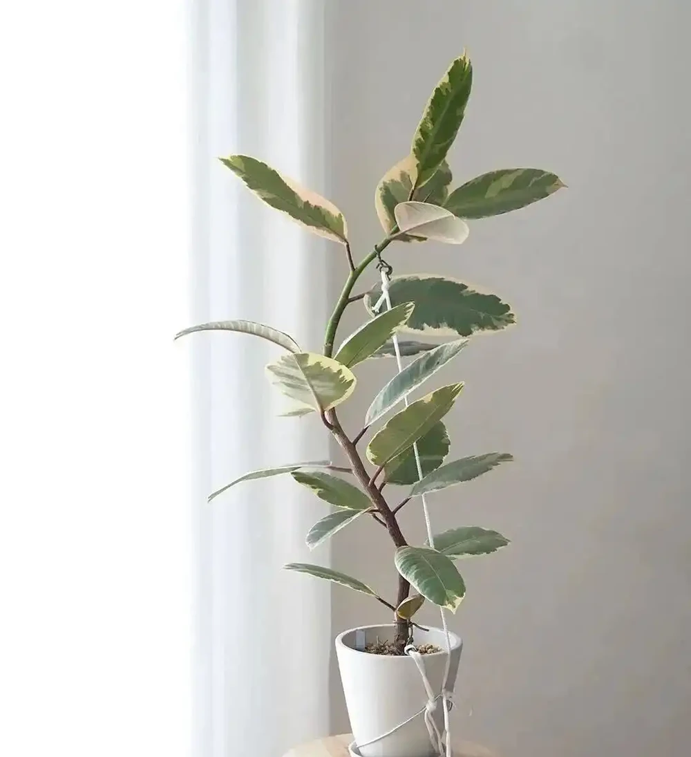 幾種適合新手的室內大型盆栽綠植,養一盆後不用經常換