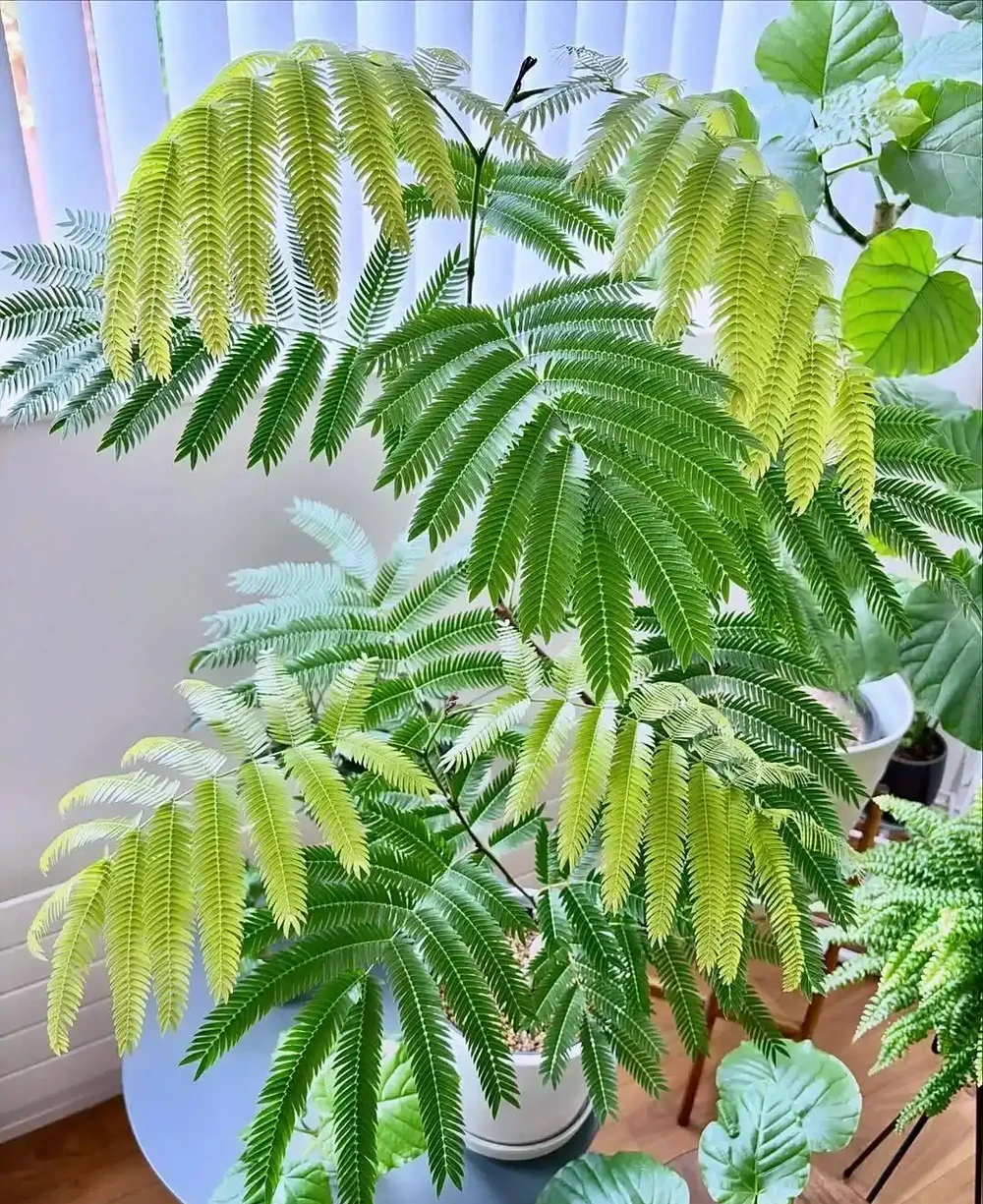 幾種適合新手的室內大型盆栽綠植,養一盆後不用經常換