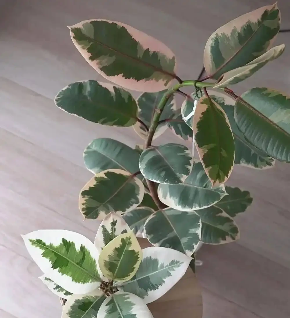 幾種適合新手的室內大型盆栽綠植,養一盆後不用經常換