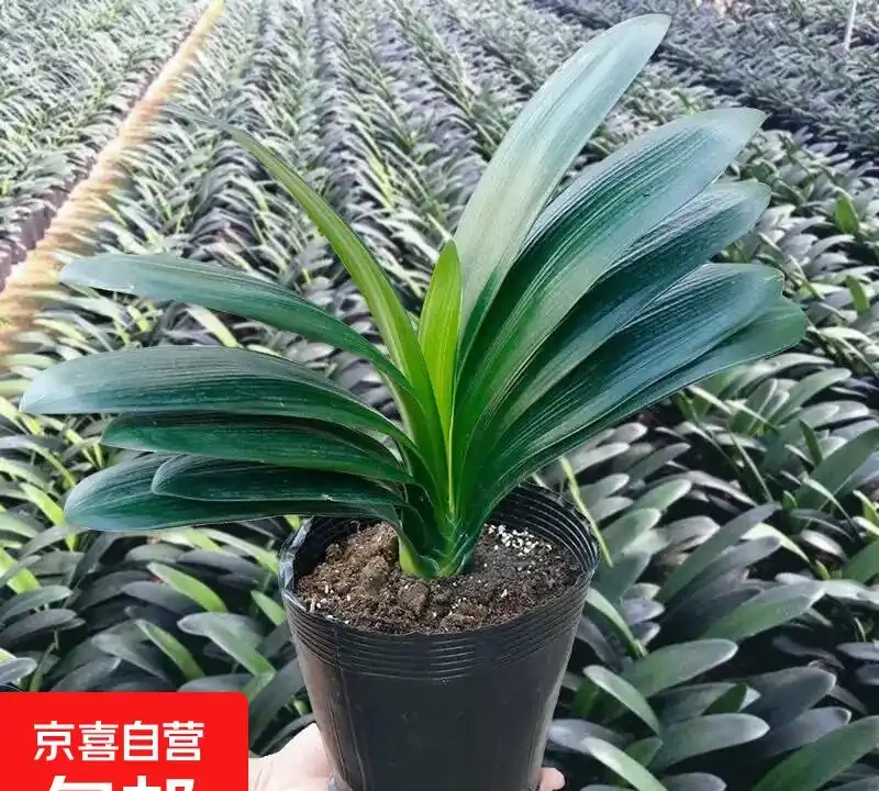臥室裡適合放什麼植物和花,快來看看吧!