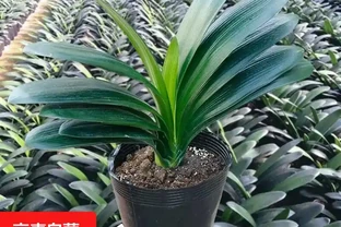 臥室裡適合放什麼植物和花，快來看看吧！