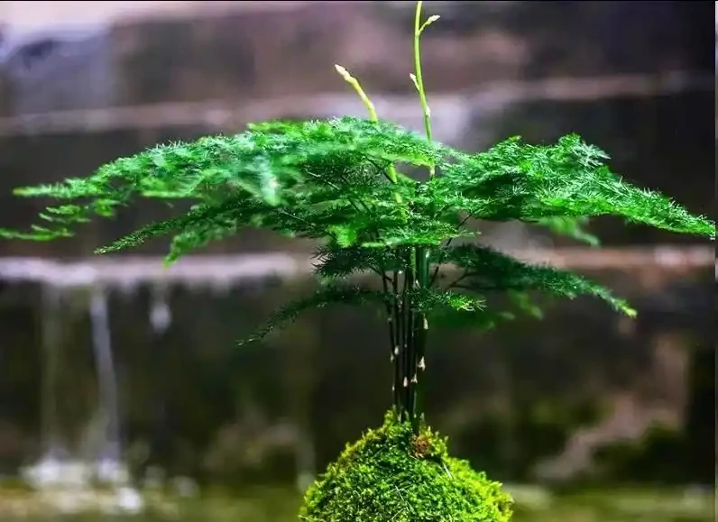 文竹黃葉別扔!3種型別對症救,1周恢復,越長越翠綠