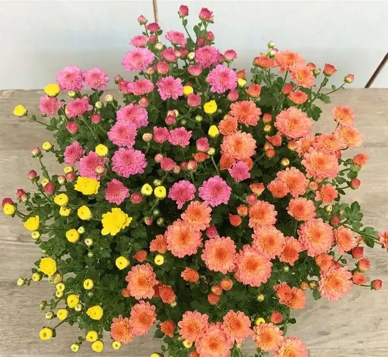 秋天養菊別瞎搞!記住這4招,啥品種都能開滿盆