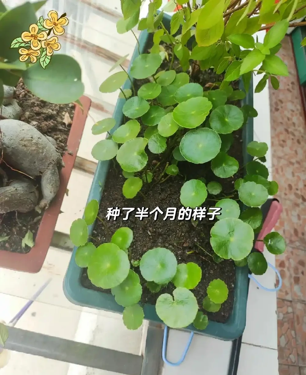 小姐姐的院子被銅錢草「入侵」,拔不完!花友:直播賣銅錢草吧!