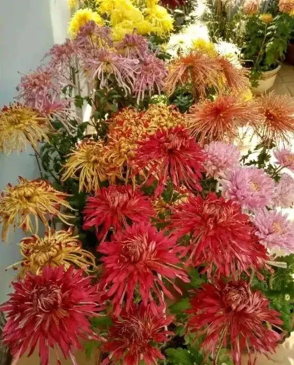 秋天養菊別瞎搞!記住這4招,啥品種都能開滿盆