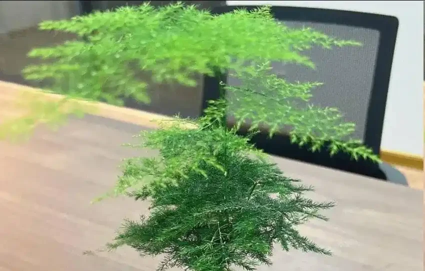 文竹黃葉別扔!3種型別對症救,1周恢復,越長越翠綠