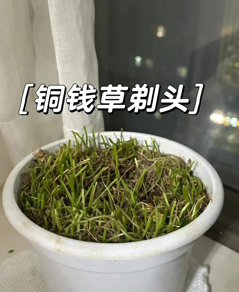 小姐姐的院子被銅錢草「入侵」,拔不完!花友:直播賣銅錢草吧!