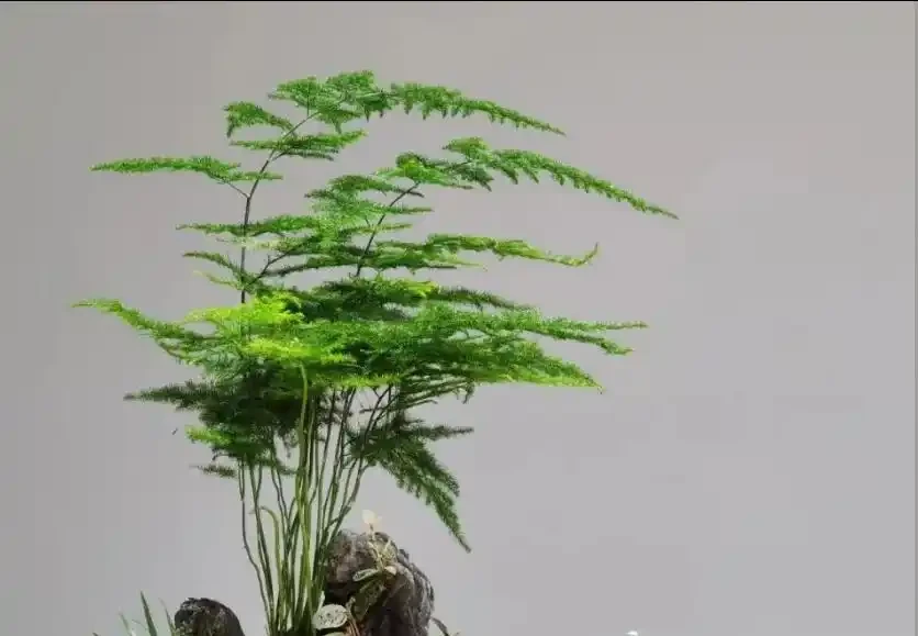 文竹黃葉別扔!3種型別對症救,1周恢復,越長越翠綠