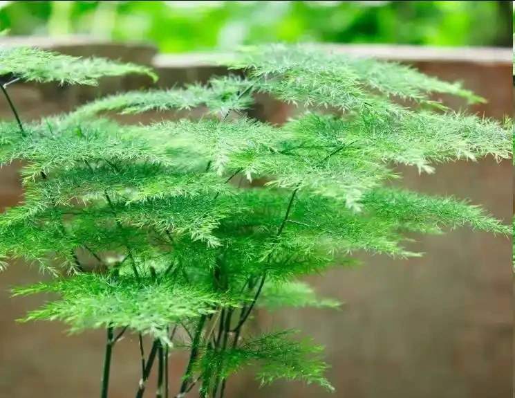 文竹黃葉別扔!3種型別對症救,1周恢復,越長越翠綠