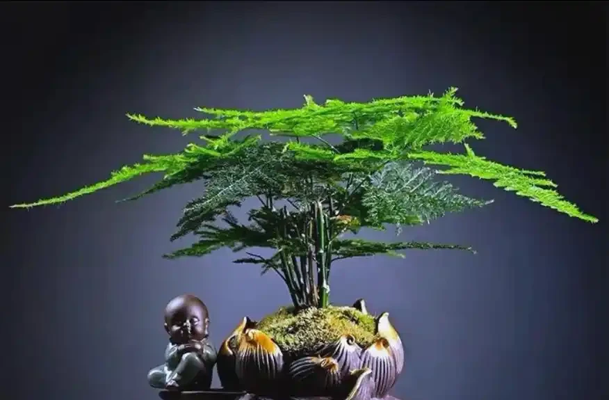 文竹黃葉別扔!3種型別對症救,1周恢復,越長越翠綠