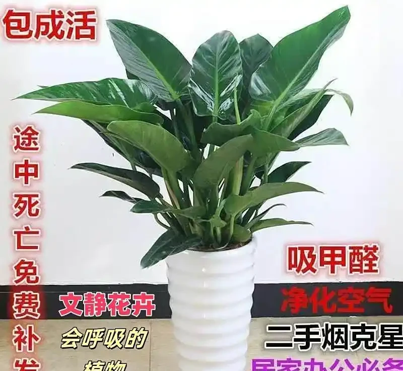 金鑽特點