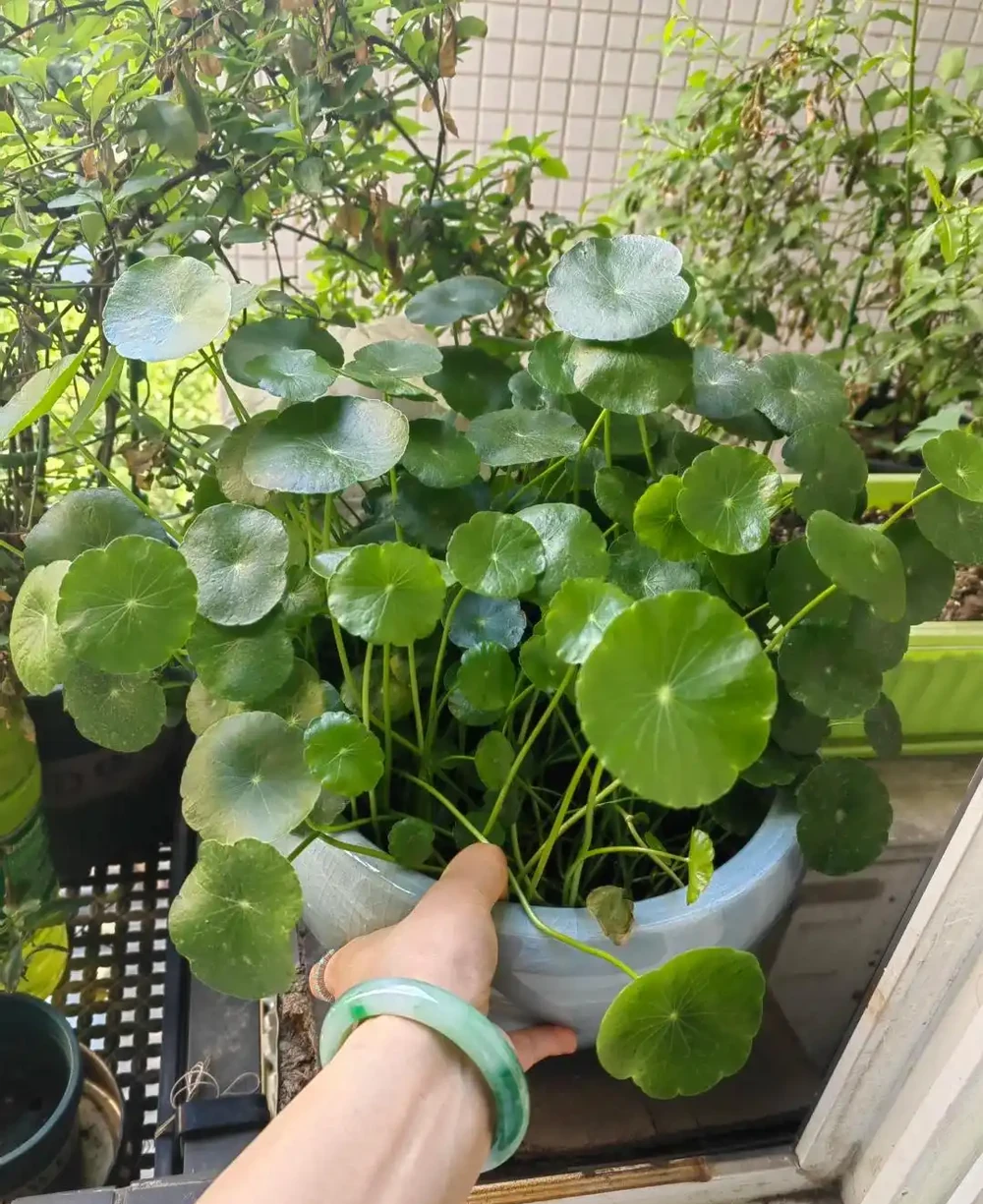 小姐姐的院子被銅錢草「入侵」,拔不完!花友:直播賣銅錢草吧!