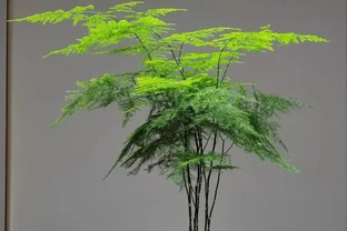 文竹黃葉別扔！3種型別對症救，1周恢復，越長越翠綠