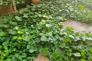 小姐姐的院子被銅錢草「入侵」，拔不完！花友：直播賣銅錢草吧！
