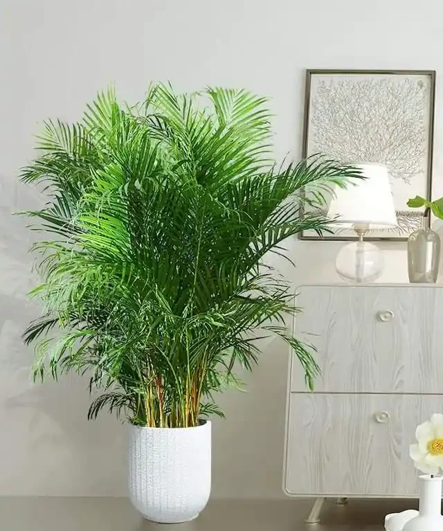 綠植擺放指南:這8種吸甲醛又好養,新手必備