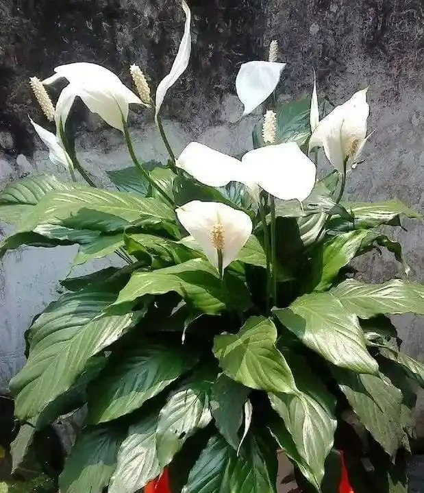 綠植擺放指南:這8種吸甲醛又好養,新手必備