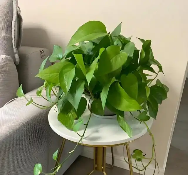 綠植擺放指南:這8種吸甲醛又好養,新手必備