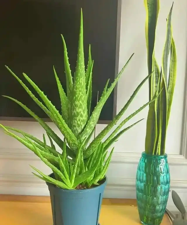 綠植擺放指南:這8種吸甲醛又好養,新手必備