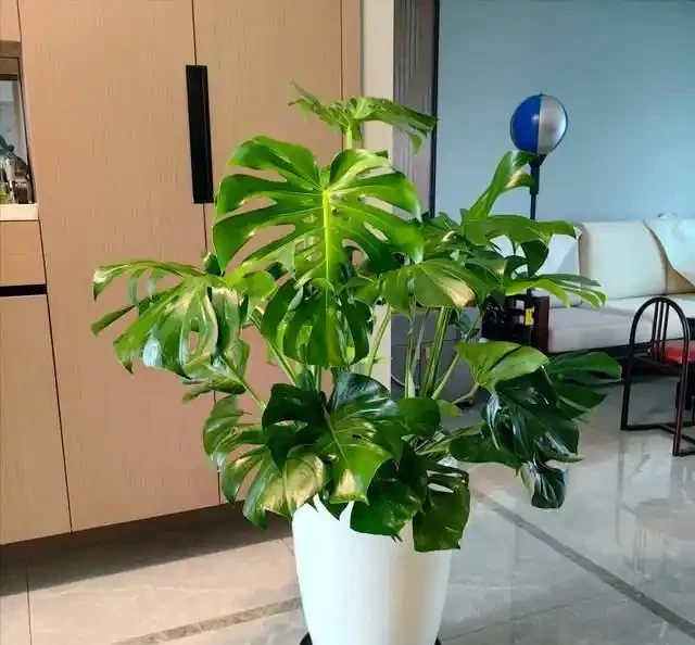 綠植擺放指南:這8種吸甲醛又好養,新手必備