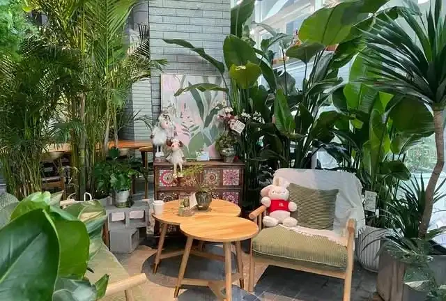 綠植擺放指南:這8種吸甲醛又好養,新手必備