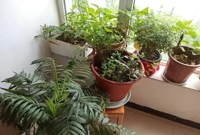 綠植擺放指南:這8種吸甲醛又好養,新手必備