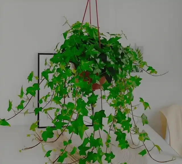 綠植擺放指南:這8種吸甲醛又好養,新手必備