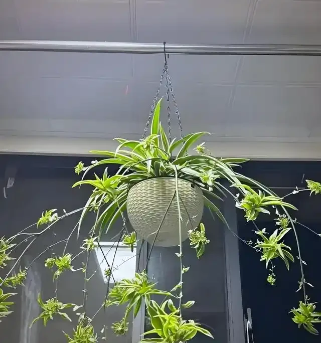 綠植擺放指南:這8種吸甲醛又好養,新手必備