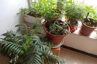 綠植擺放指南：這8種吸甲醛又好養，新手必備