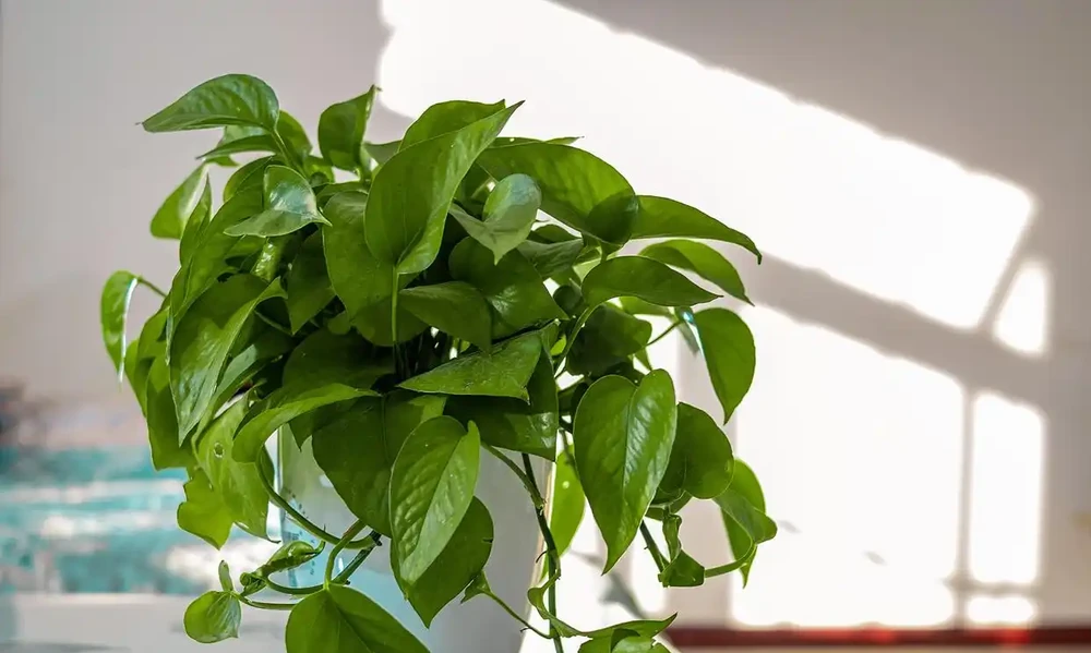 秋天第一盆「吸甲醛王」來了!這3種綠植,比空氣清淨機還猛