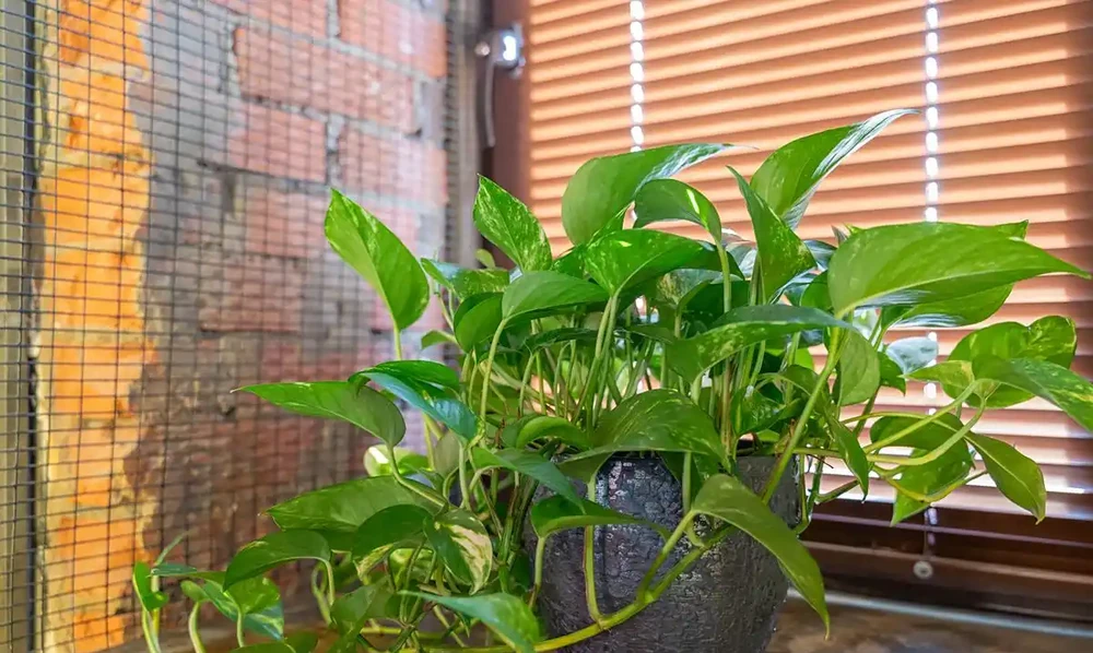 秋天第一盆「吸甲醛王」來了!這3種綠植,比空氣清淨機還猛