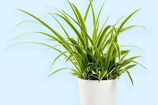 秋天第一盆「吸甲醛王」來了！這3種綠植，比空氣清淨機還猛