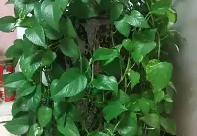 ç»¿èæå½±å¾