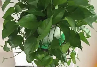 ç»¿èæå½±å¾