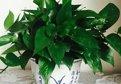 ç»¿èæå½±å¾