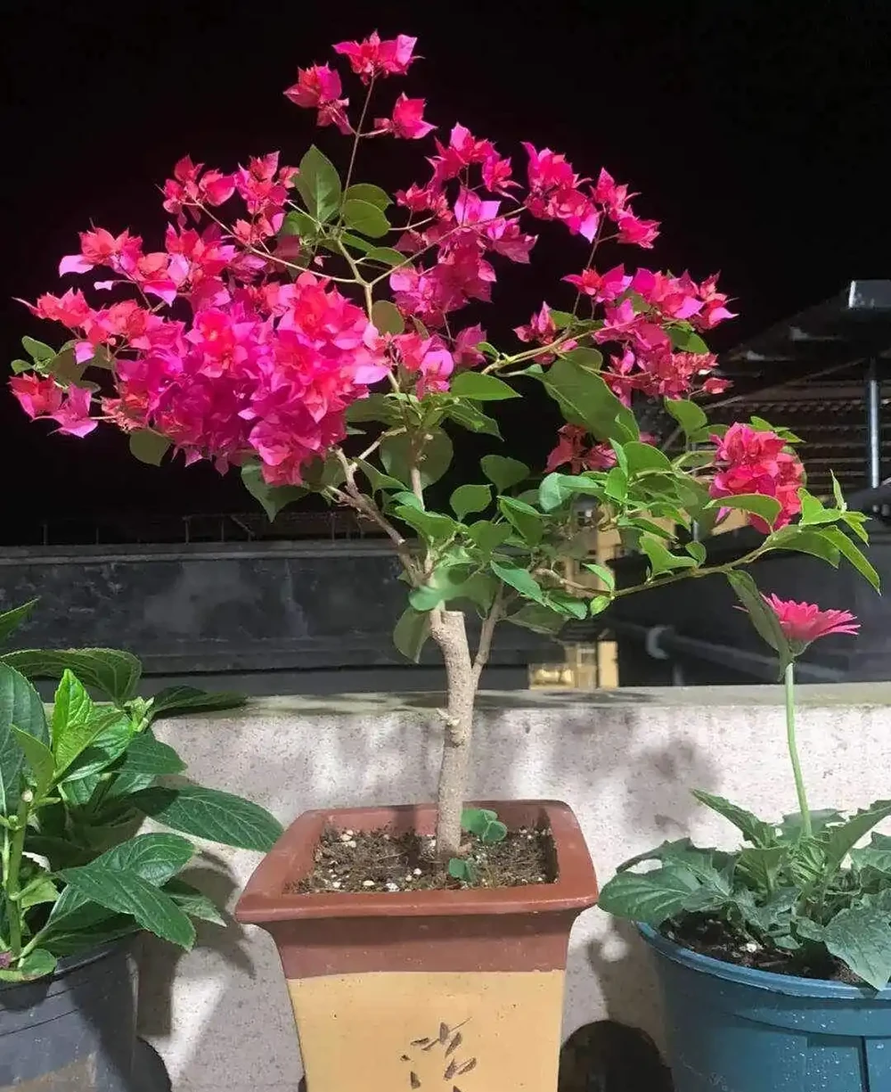九重葛重瓣紅