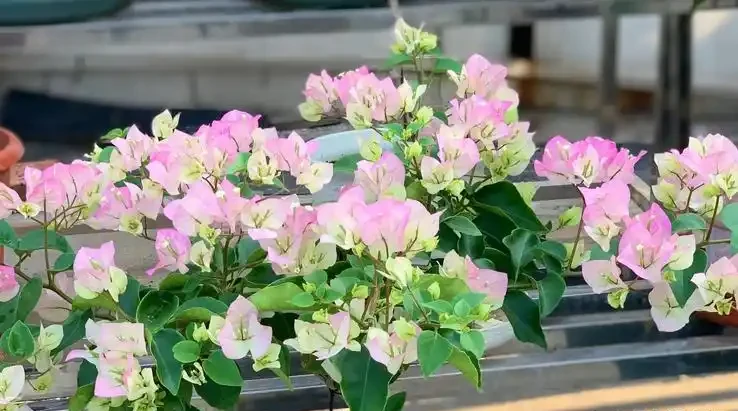 九重葛綠櫻