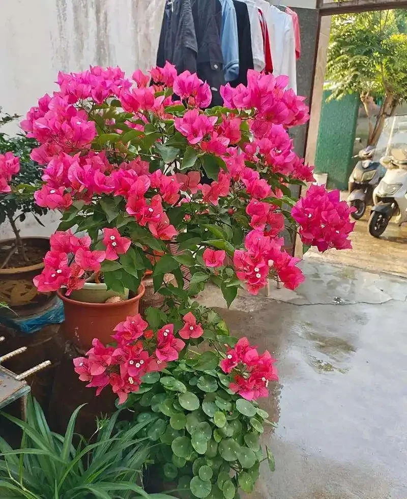 九重葛同安紅