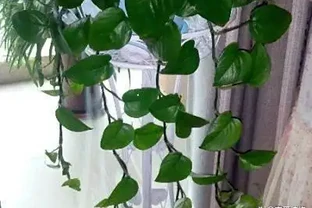 養黃金葛，學會這四招，讓你的黃金葛一年四季都綠油油的！